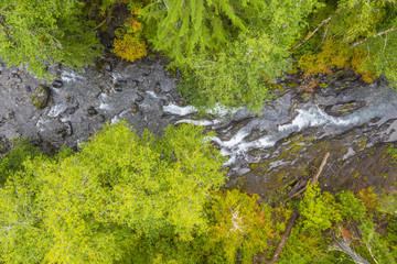 Wall Mural - Aerial drone view of a wild river running through a forest