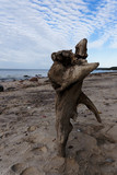 Fototapeta Morze - The destroyed tree root on the seashore.