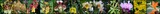 Fototapeta Storczyk - Orchidea i storczyk