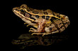 Studio photo of a Pickerel Frog, Lithobates palustris, often confused for the endangered Leopard Frog. Shot against a reflective black background.