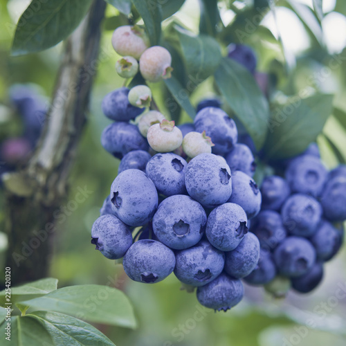 Fotografía Blueberries - Vaccinium corymbosum, high huckleberry, blush with abundance of crop