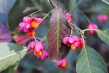 Colorful Pink Fruits With Orange Seeds Of European Spindle Or Euonymus Europaeus