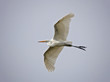 © annette shaff - great white egret flying in a smoke filled sky on a hot summer day