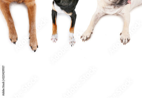Fotografie, Obraz top view of a pug and chihuahuas sprawled out on an isolated white background