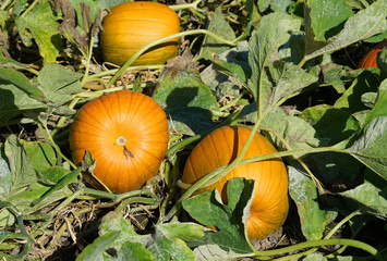 Wall Mural - close up on pumpkin field in autumn harvest season