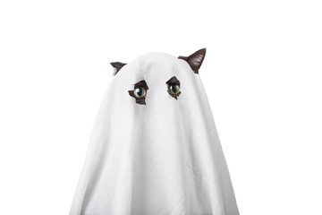 Cat in a ghost costume