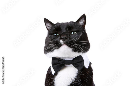 Valokuvatapetti Black and white tuxedo cat in a bowtie isolated on white