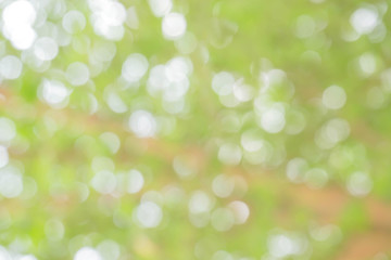 Blurred park with bokeh background / Blurred nature background / green and white background from tree in sun light.