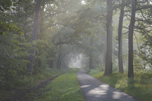Sunlight Coming Through Trees And Foggy Misty Conditions On Cycling And Walking Path. Zonlicht Door De Boomtoppen En Mist Over Fietspad In Oisterwijkse Bossen En Vennen.