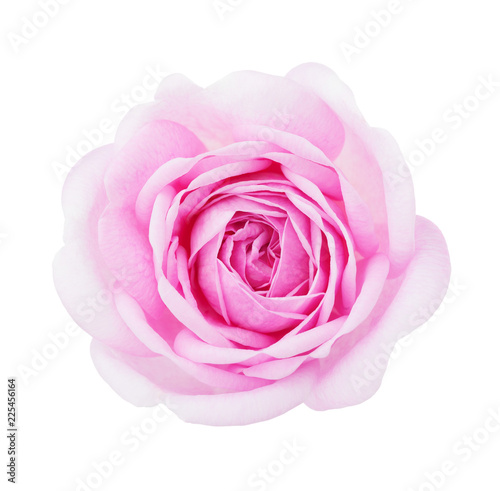 Light Pink Rose Isolated On White Background Buy This Stock