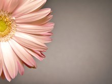 Zoom / Close Up Of Petal Of Light Pink Flower (gerbera Daisy) On The Dark - Grey Background. Vintage Style