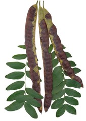 Wall Mural - tree and seeds of Gleditsia sinensis