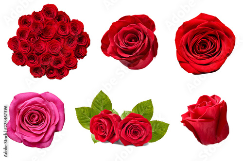 flower rose petal blosspm background