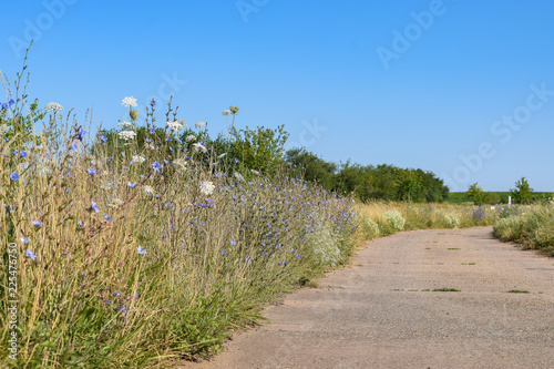 Fotografía Wilde Blumen am Wegrand Renaturierung Naturschutz Kulturlandschaft
