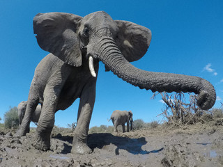 Wall Mural - African Elephant 