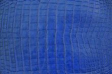 Close Up Of Navy Blue Crocodile,Alligator Belly Skin Texture Use For Wallpaper Background.Luxury Design Pattern For Business And Fashion.Top View Surface In Backdrop.