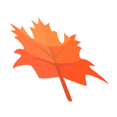 Wall Mural - autumn maple leaf icon. isometric of autumn maple leaf vector icon for web design isolated on white 