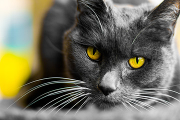 The gray cat with yellow eyes.