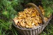 Wicker basket with wild mushrooms chanterelles