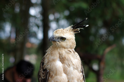 Portrait Dun Oiseau De Proie Acheter Cette Photo Libre De