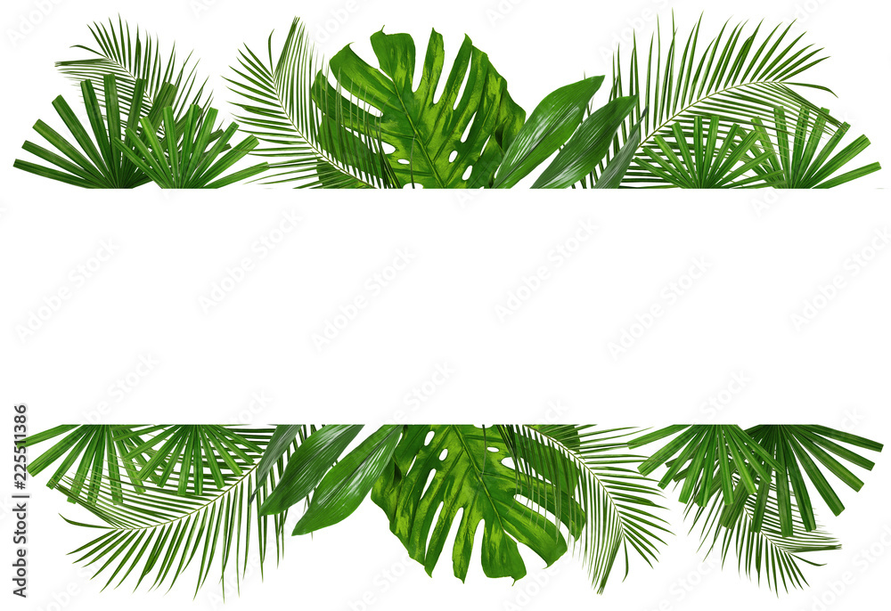 Beautiful tropical Aspidistra leaf on white background - obrazy, fototapety, plakaty 