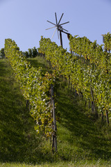 Wall Mural - vineyard with windmill called klapotetz in south of styria,austria. old wine growing area named suedsteirische weinstrasse
