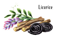 Liquorice Roots With Flower And Licorice Wheels Candies. Watercolor Hand Drawn Illustration Isolated On White Background