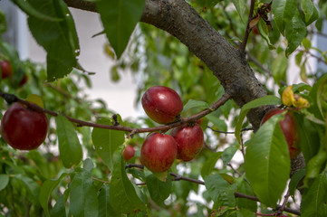 prunus persica nucipersica tree branches full of red fruits, ripening smooth skin peaches on the tre