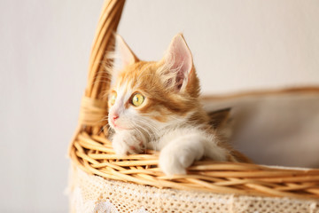 Wall Mural - Cute little kitten in wicker basket on light background