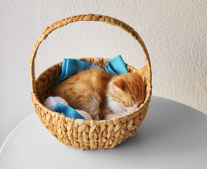Wall Mural - Cute little kitten sleeping in wicker basket on light background