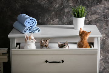 Wall Mural - Cute little kittens in open drawer