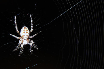 a spider spinning a web the Wallpapers