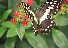 Black White Butterfly