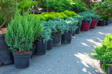 Saplings Of Bushes And Coniferous Trees In Pots In Plant Nursery. Shop Of Plants, Garden Store