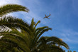 Palmen am Strand von Ibiza mit Flugzeug im Anflug