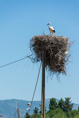 Storks in a large nest made of branches on a electricity pole in Algarve, Portugal