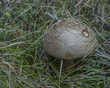Amanita rubescens mushroom in autumn dry grass