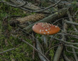 Amanita muscaria mushroom in needles forest near Zbytiny village in south Bohemia
