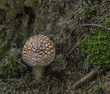 Amanita muscaria mushroom in needles forest near Zbytiny village in south Bohemia