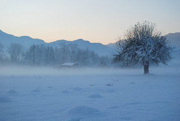 Wall Mural - winter mountain landscape with trees and snow