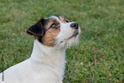 Fotografie, Obraz Cute jack russell terrier puppy with hazel eyes. Pet animals.