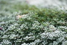 Frost On Thyme, First Frost.