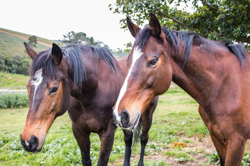 Naklejka na meble Two Thoroughbred Horses standing outdoors in their paddock close up of their faces, side view.  