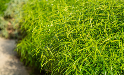 Wall Mural - Green grass in the sun