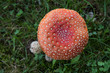 fly agaric in the meadow