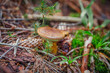 Forest mushrooms in the grass. Gathering mushrooms. Mushroom photo, forest photo, forest mushroom, forest mushroom photo