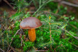 Forest mushrooms in the grass. Gathering mushrooms. Mushroom photo, forest photo, forest mushroom, forest mushroom photo
