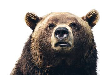 head of a huge bear close-up on white background