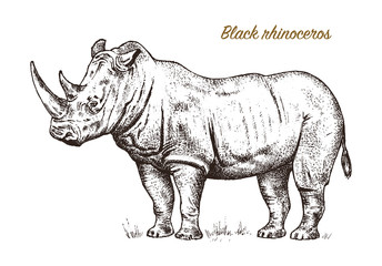 African rhinoceros Wild animal on white background. Engraved hand drawn line art Vintage old monochrome sketch, ink. Vector illustration for label. safari symbol.