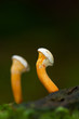 Two young Chantarelles, Cantharellus cibarius, growing in moss